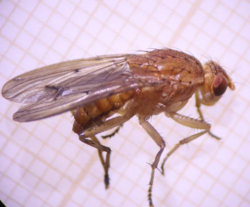 Réf. 309 775 : Suillia affinis